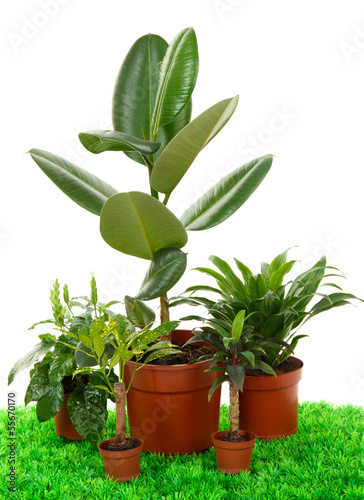 Beautiful flowers in pots on grass on white background