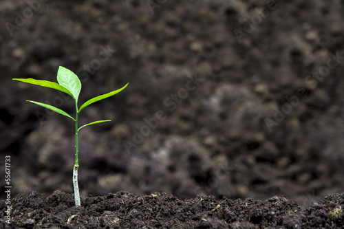 Sprout for planting at the farm