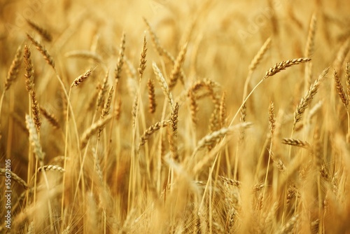 Wheat Field