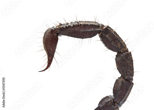 Close up of scorpion tail