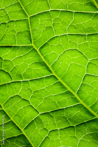 Macro photo background with green leaf surface