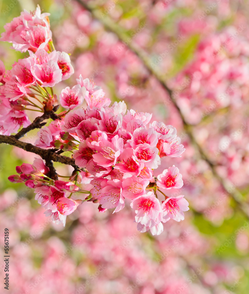 Beautiful pink cherry blossom Beautiful pink cherry blossom