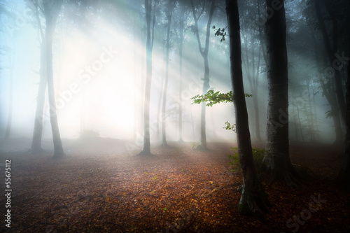 Mystic fantasy fog into the forest #55675112