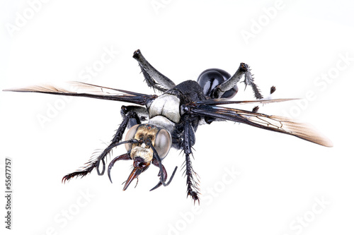wasp