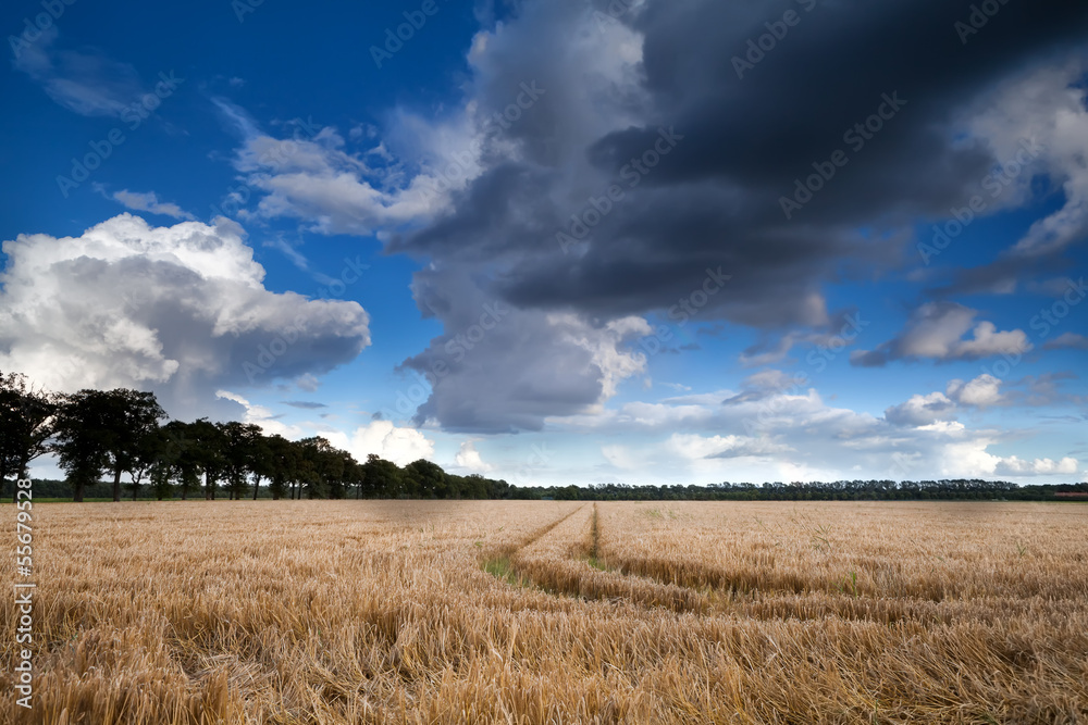 wheat field and dramatic sky