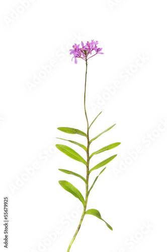 Pink orchid ( pink vanda ) isolated