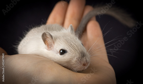 Cute mouse pet on a palm. Pet gerbil of siamese color lies in human hand over black background photo