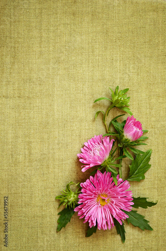Asters composition