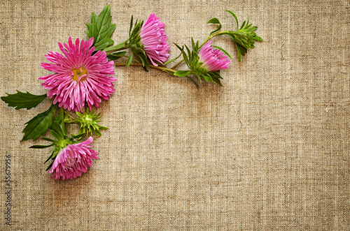 Pink asters on canvas background