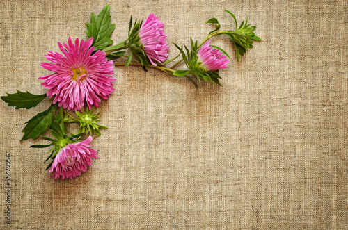 Pink asters on canvas backg...