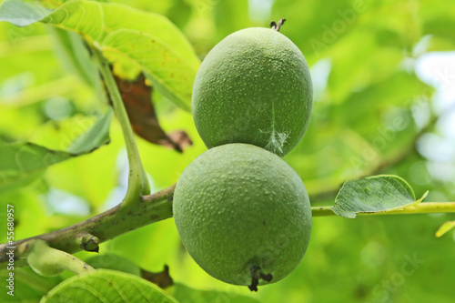 Wallpaper Mural 2 noix Torontodigital.ca