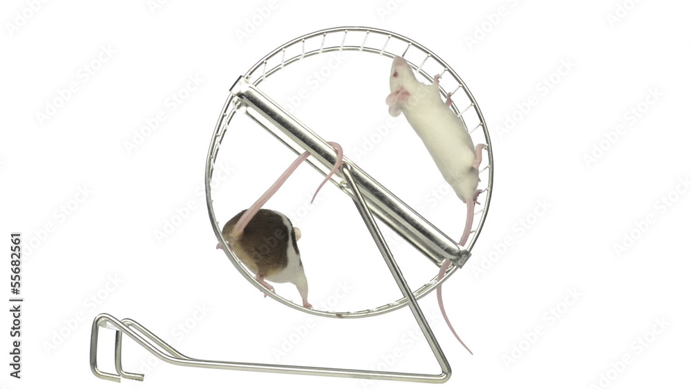 Mice in a running wheel Mice in a running wheel