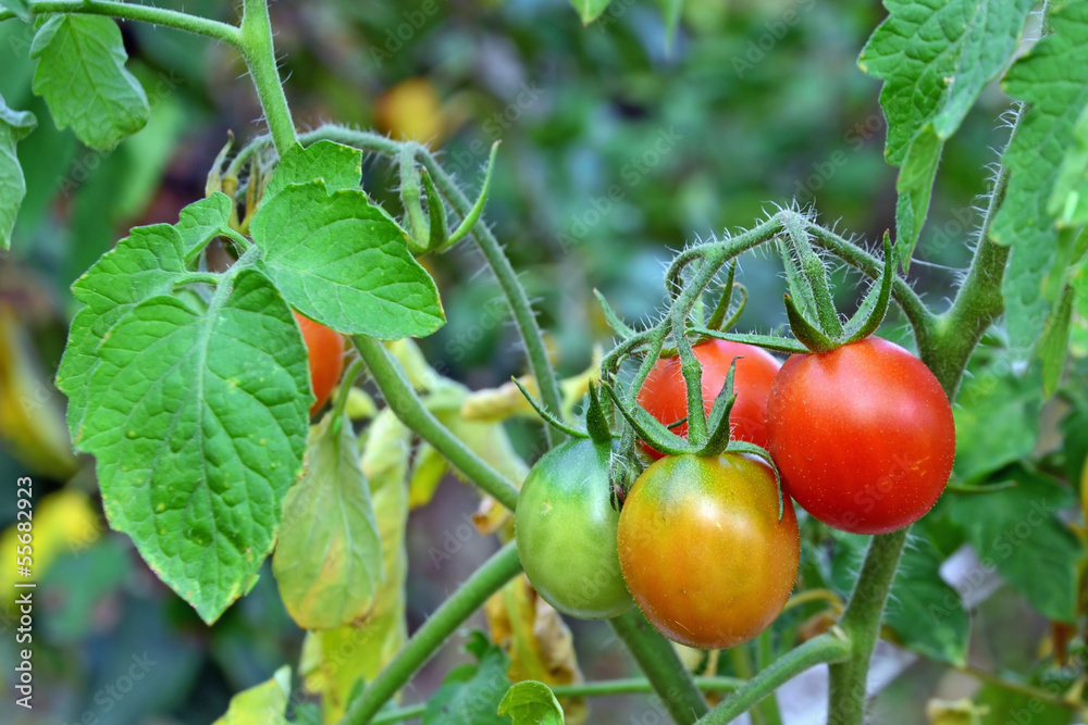 Tomatoes on the vine - closeup