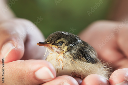 Little sparrow on the palm of human hands © coward_lion