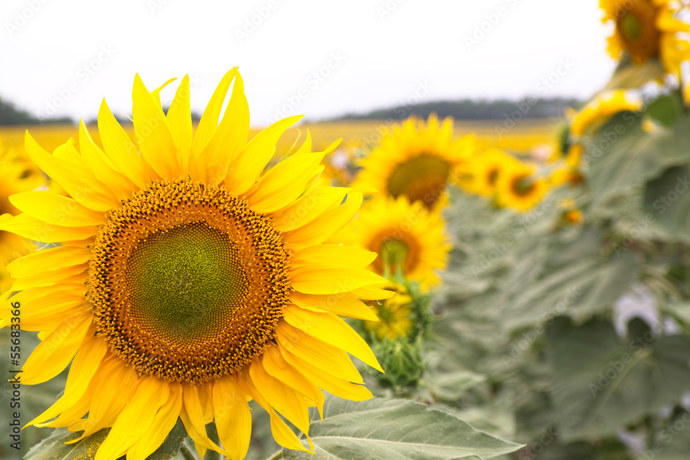 Fototapeta premium ひ