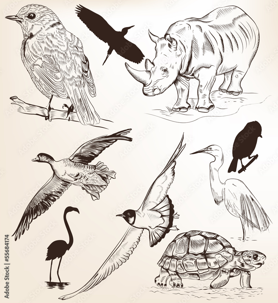 Fototapeta premium Collection of hand drawn vector detailed animals for design