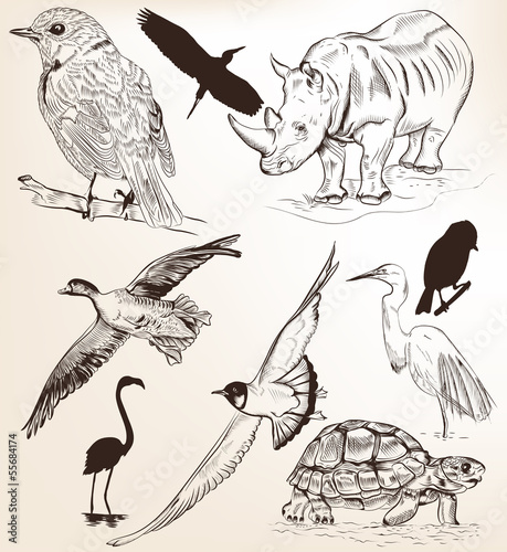 Collection of hand drawn vector detailed animals for design