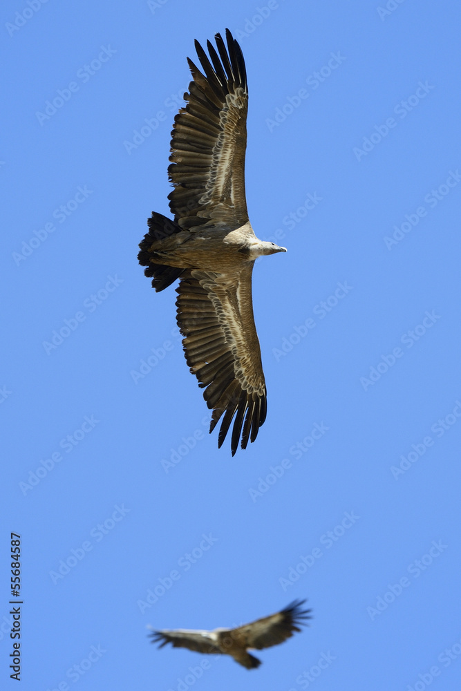 Fototapeta premium Griffon Vulture flying against sky and one in background