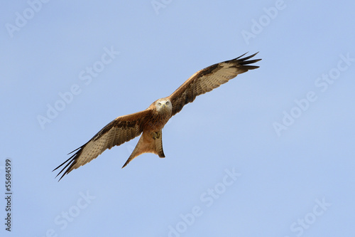 Red Kite flying against blue sky. © andreanita
