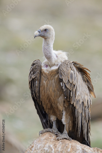 Griffon vulture standing on a rock.