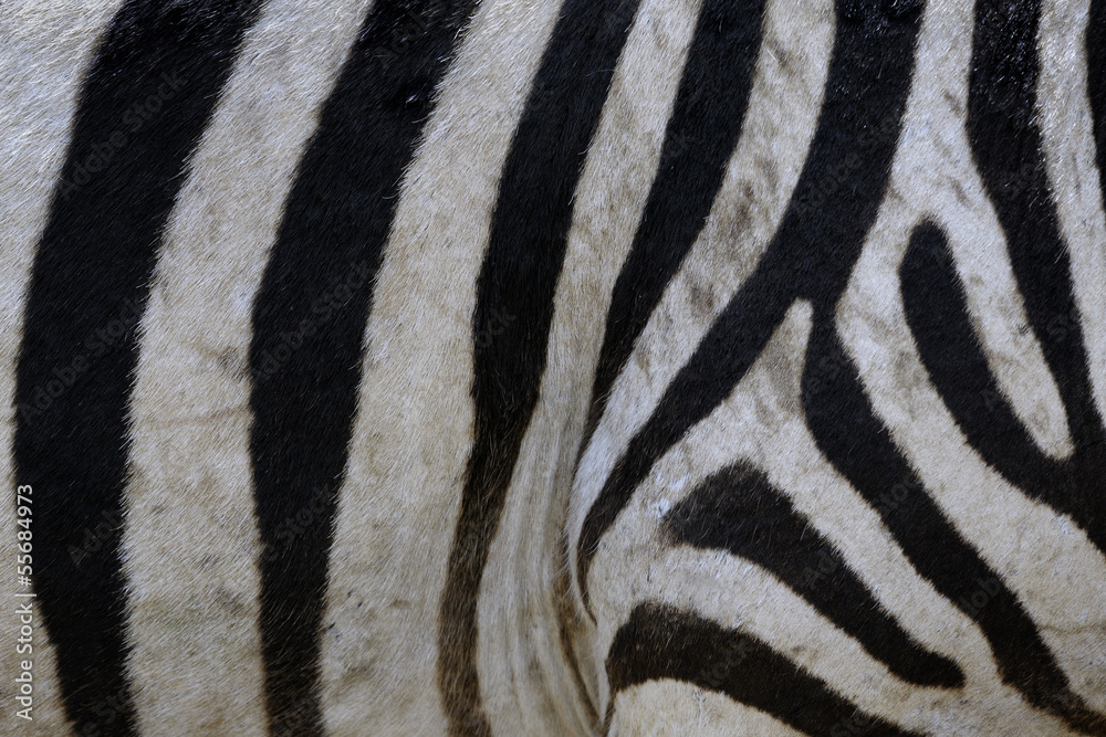 Zebra stripes Zebra stripes