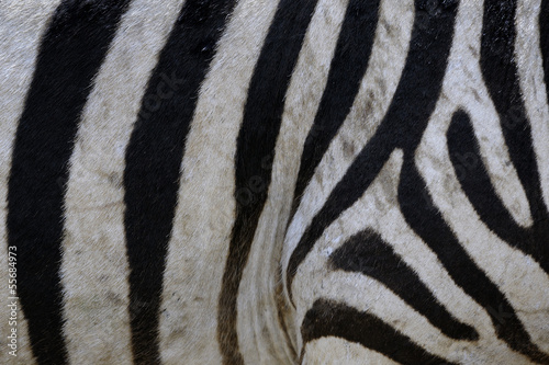 Zebra stripes