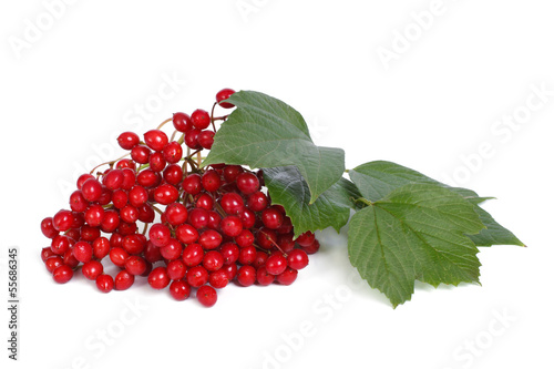 ripe berries of viburnum isolated on white background