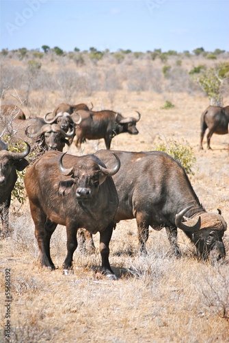 Fototapeta Naklejka Na Ścianę i Meble -  Africa - Kenya - Safari - Tsavo East National Park - Bufali