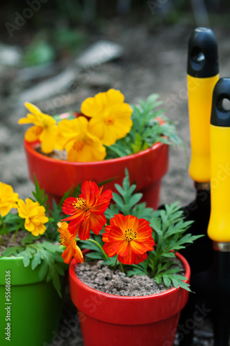 flower in pots with gardening tools