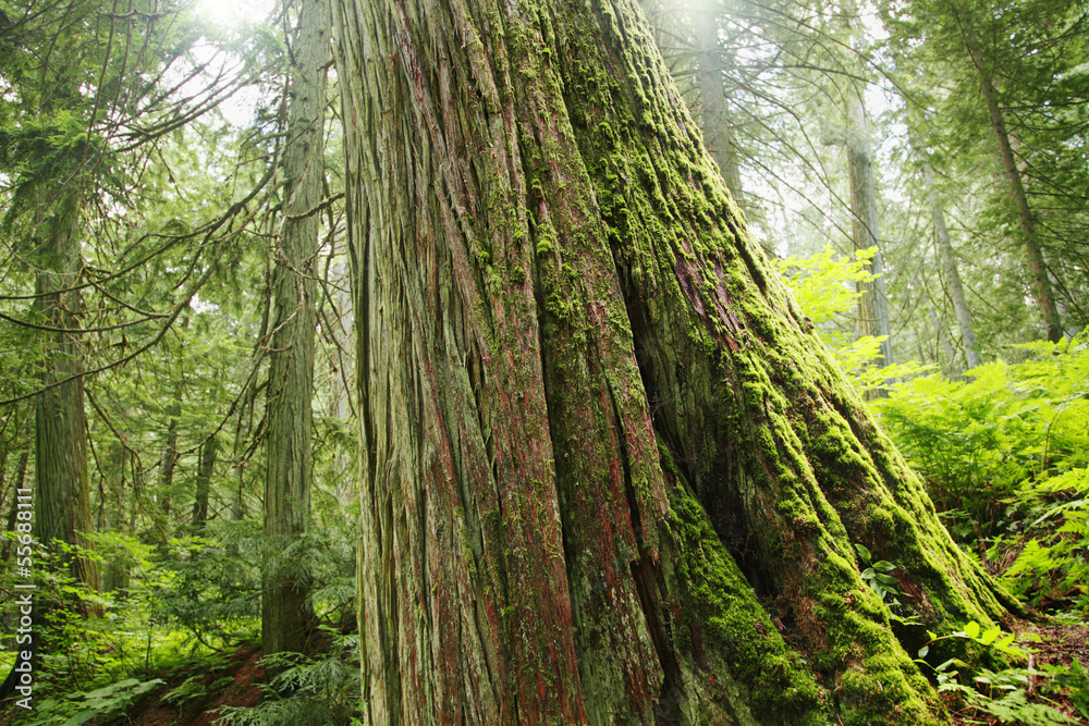 Fototapeta premium Baumriese