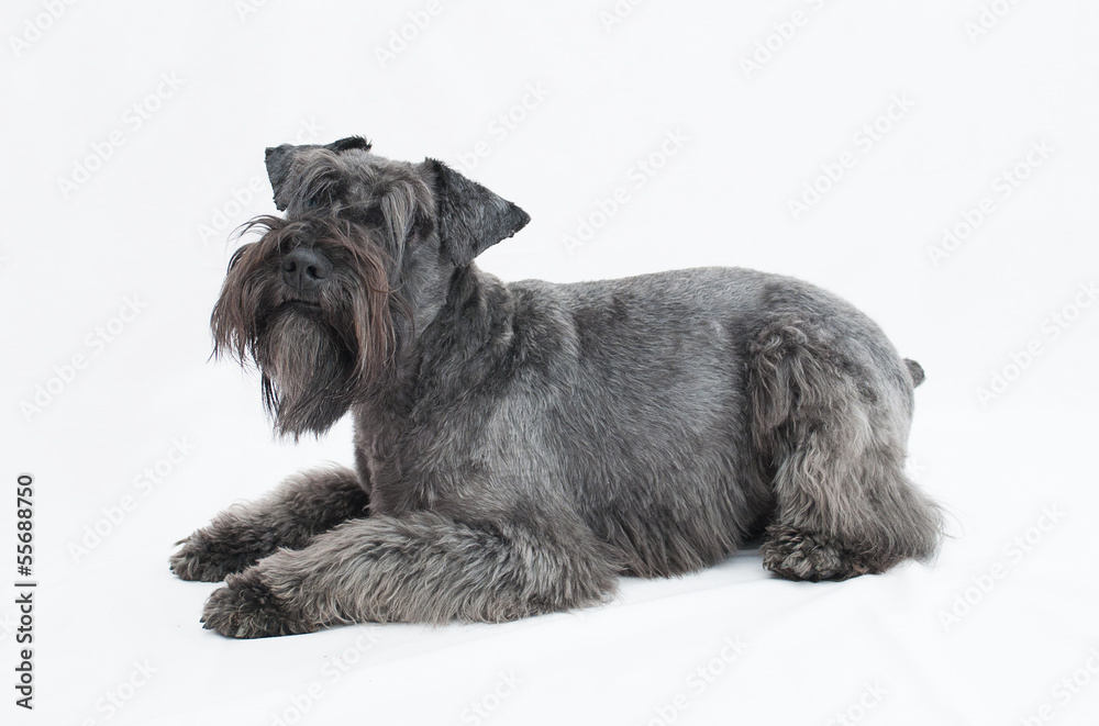 black miniature schnauzer in white background black miniature schnauzer in white background