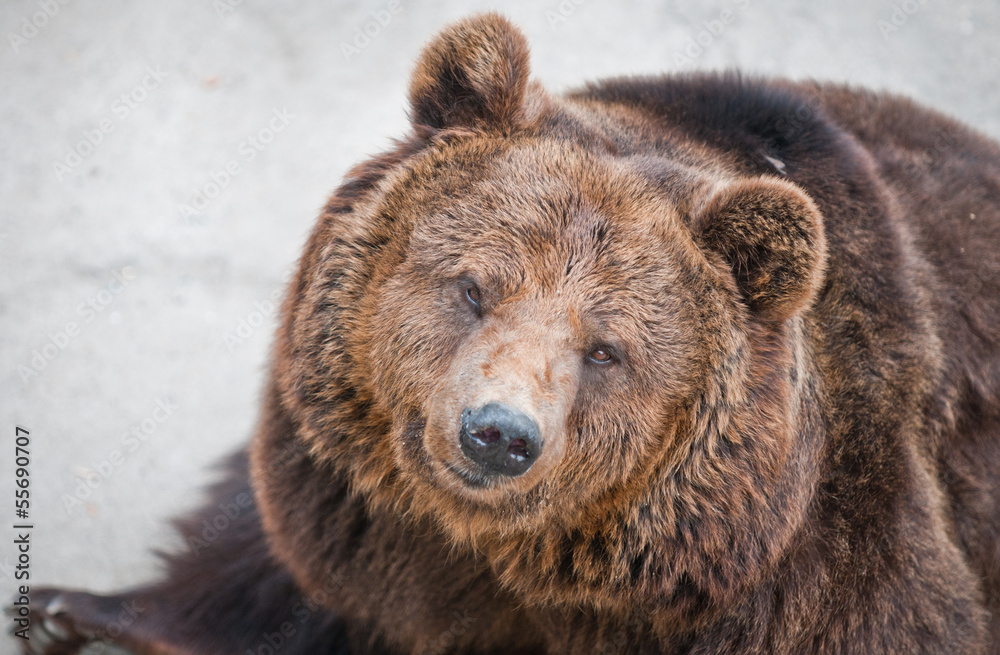 Ursus arctos commonly know as Brown bear