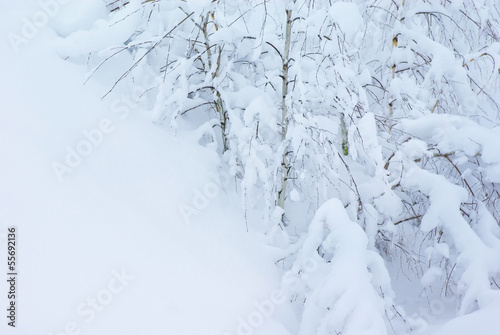 christmas background. branches of shrubs and trees covered with snow