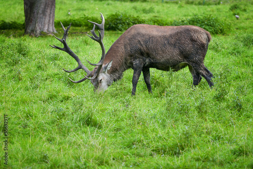 The Red Deer - Cervus elaphus.