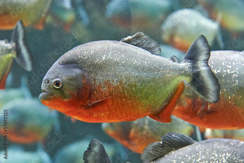 Red piranha (Pygocentrus nattereri) photo