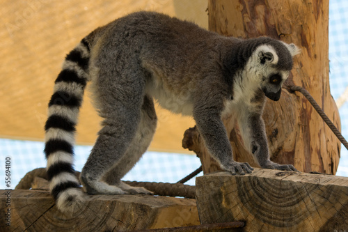 Fototapeta Naklejka Na Ścianę i Meble -  Lemure in primo piano