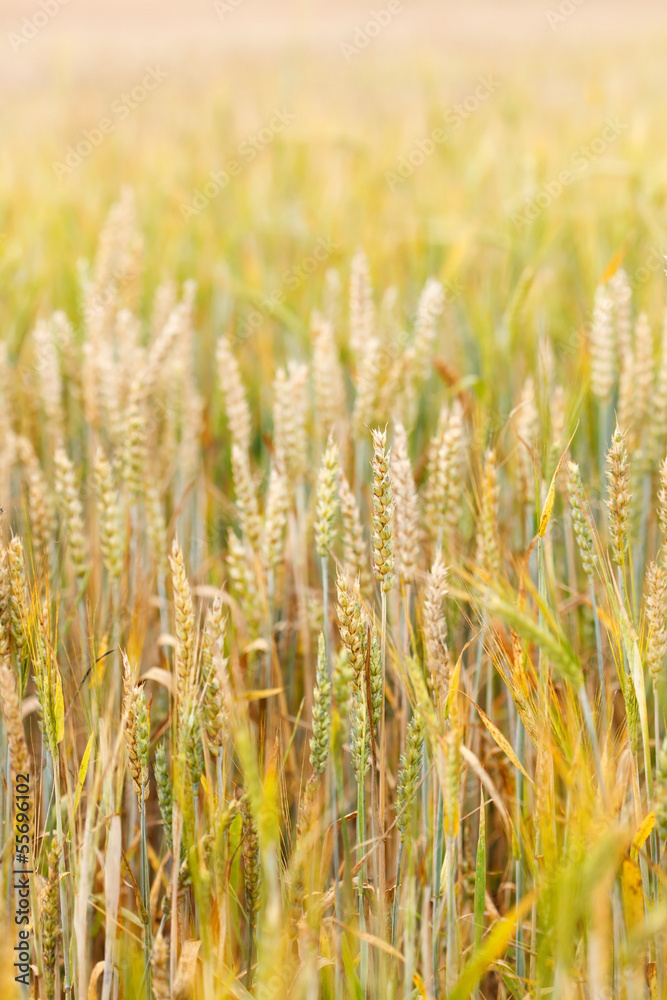 cereal field cereal field