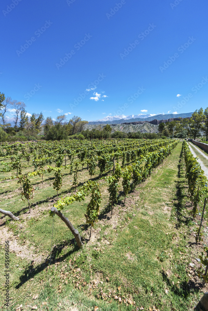 Vineyards in Payogasta in Salta, Argentina.