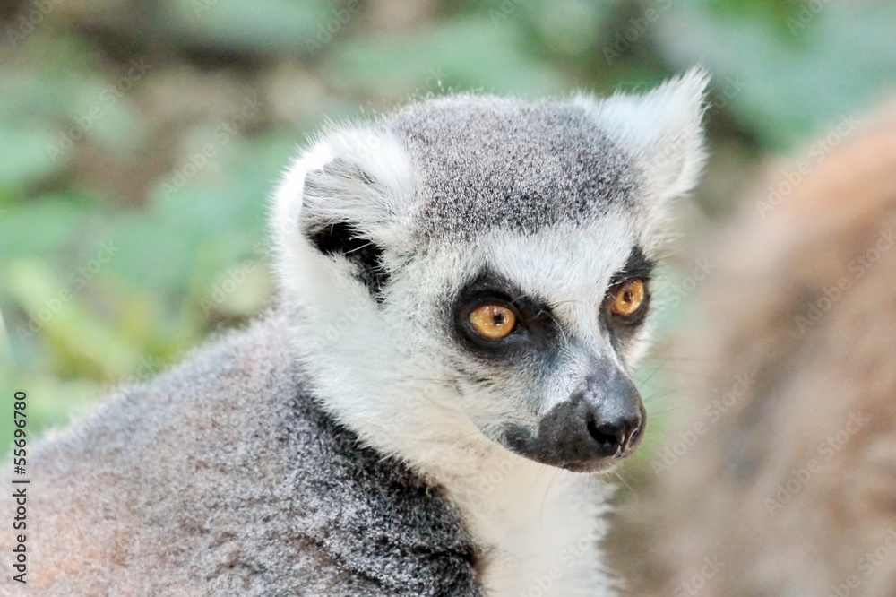 Lemur catta (maki) of Madagascar Lemur catta (maki) of Madagascar