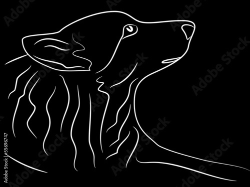 Wolf bei Nacht Mystik