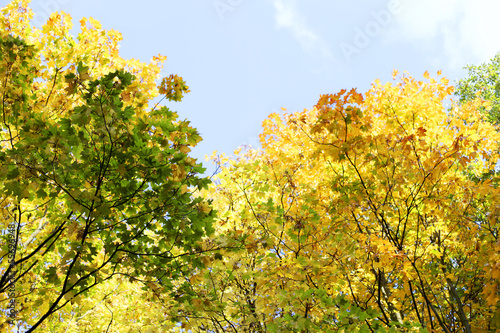 Fototapeta Naklejka Na Ścianę i Meble -  autumn leaves close up
