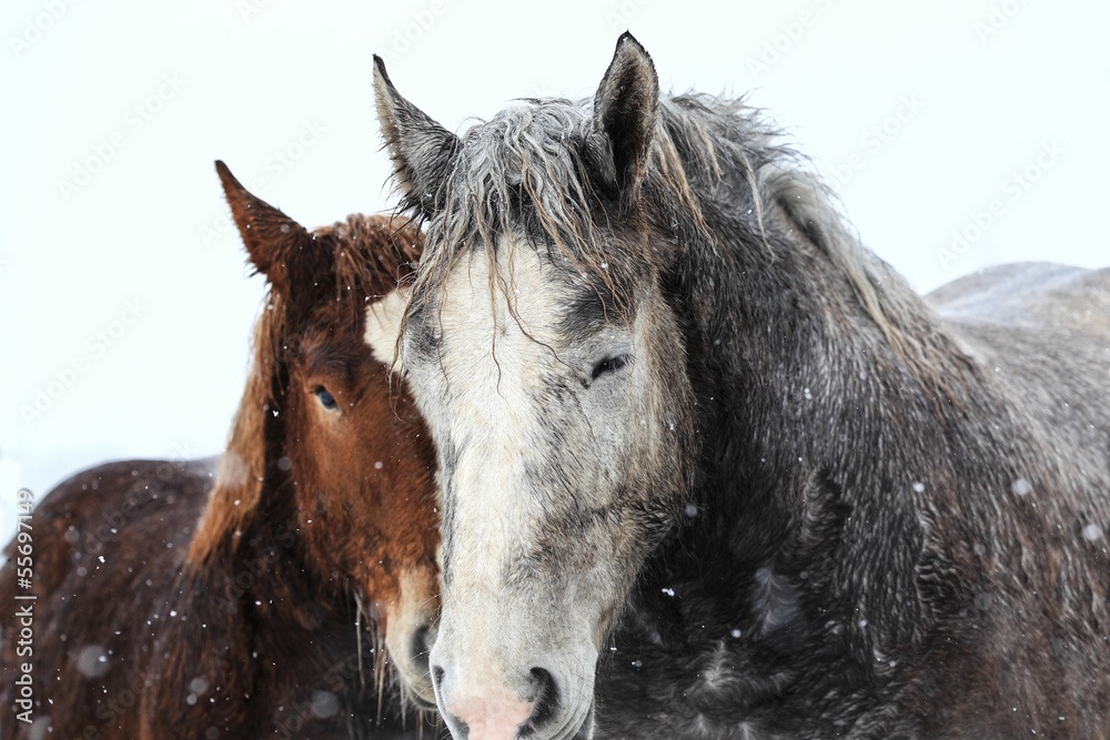 Fototapeta premium 馬