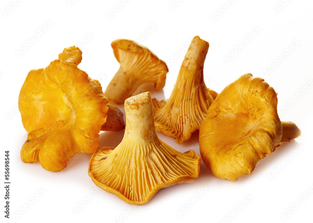 Fresh chanterelle mushrooms - obrazy, fototapety, plakaty 