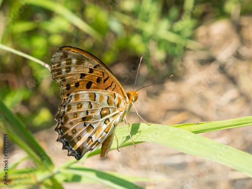 Brush-footed butterfly #55699984