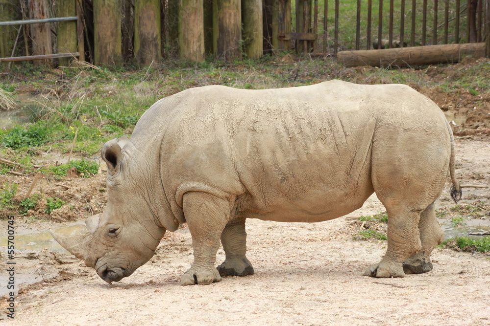 Naklejka premium Rhinoceros