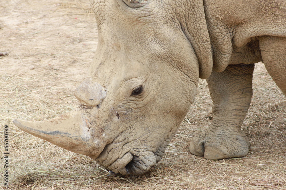 Obraz premium Rhinoceros