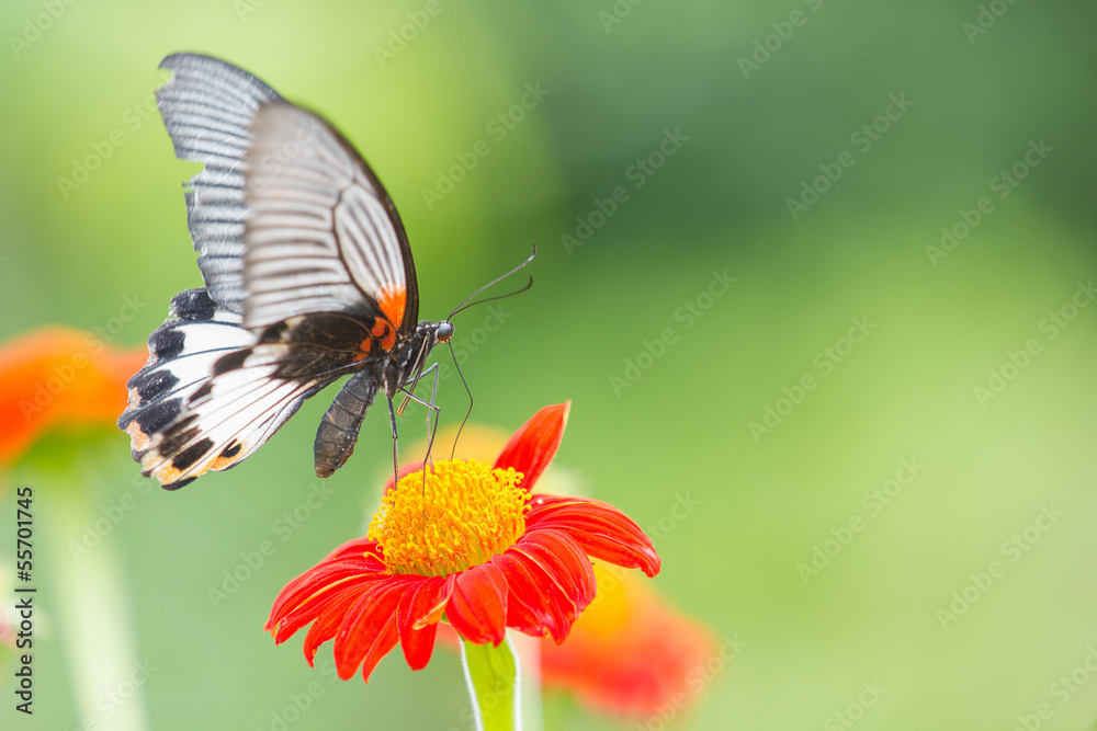 Fototapeta premium Monarch Butterfly