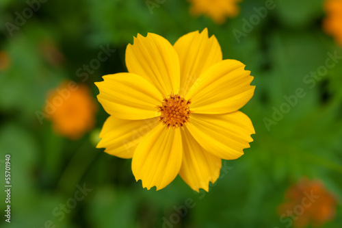 Yellow cosmea flower in green garden
