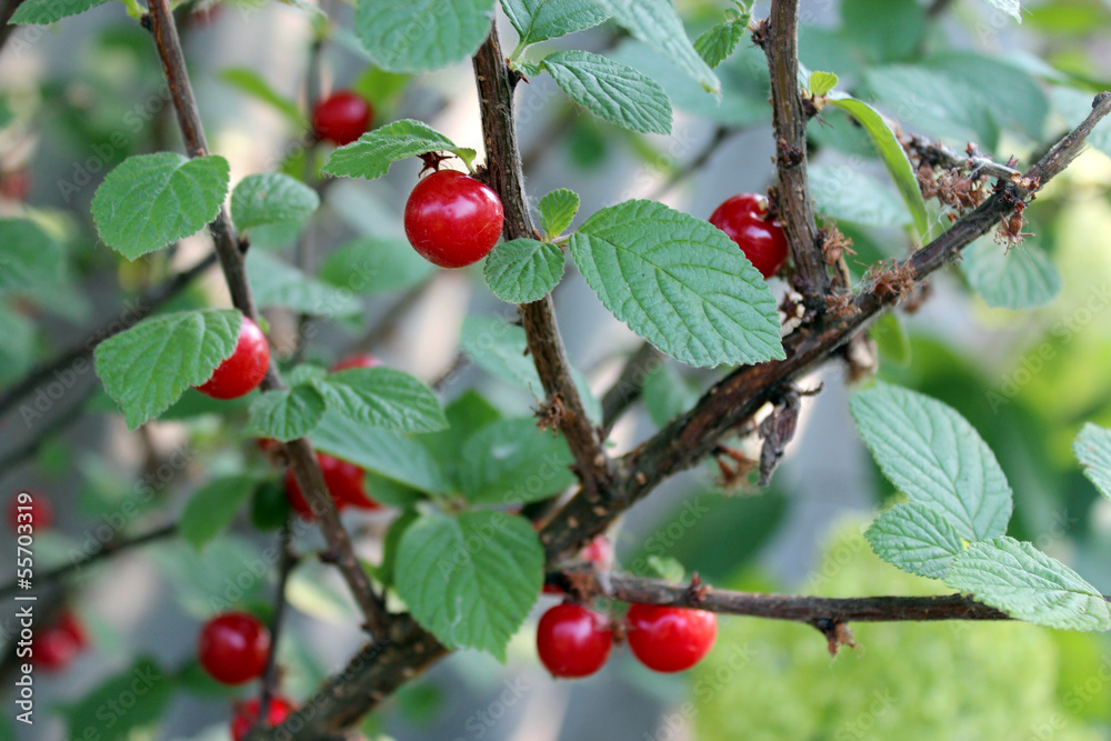 red berry of ripe cherry hanging on the branch