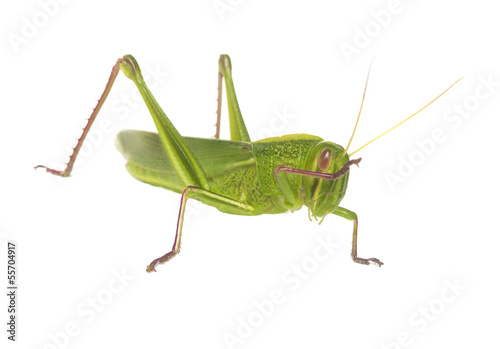 Green Grasshopper © natara